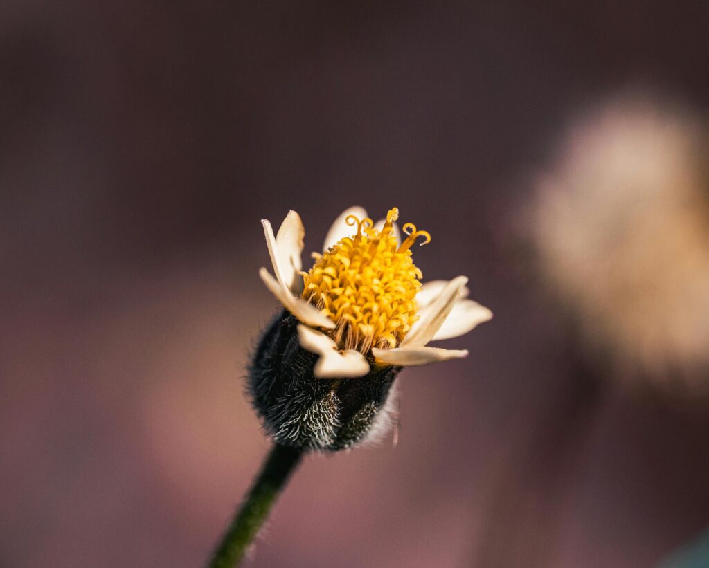 allergia_pic9